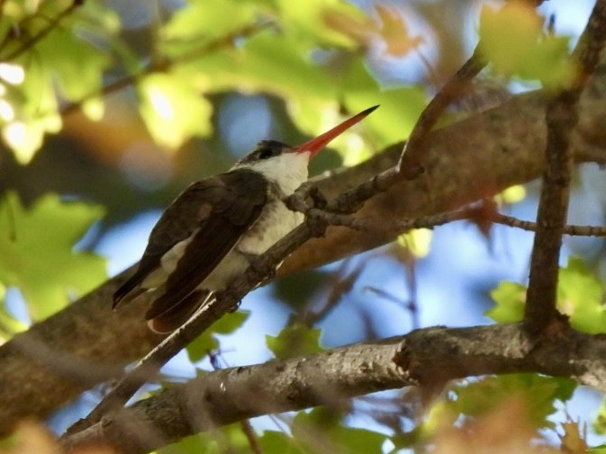 Violet-crowned Hummingbird - ML645271643