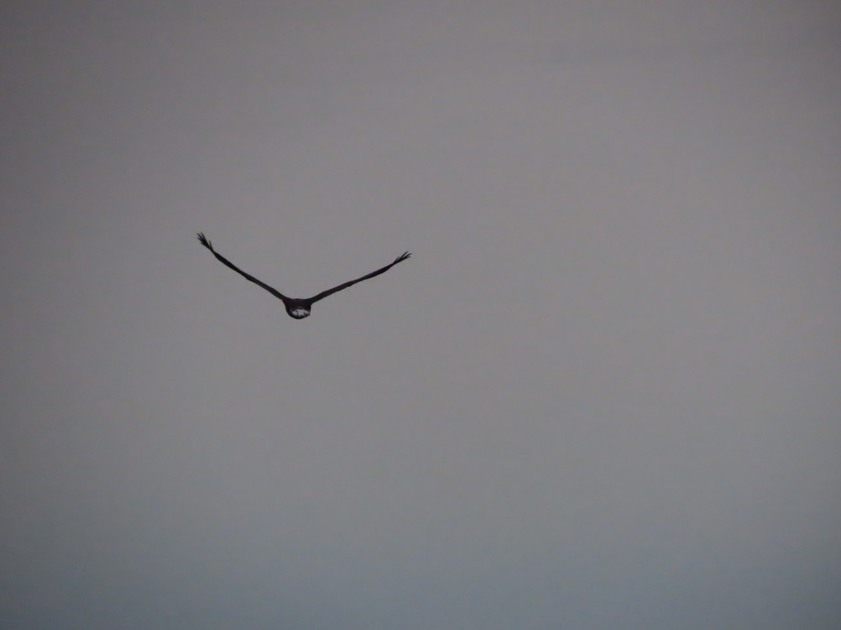 Орлан білоголовий - ML645271651