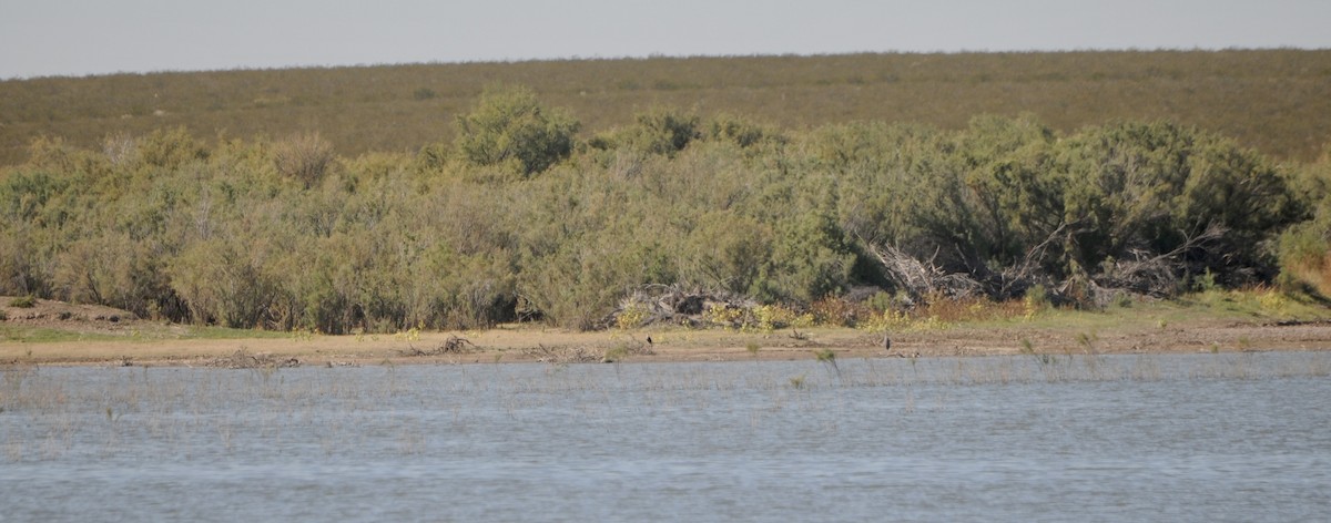Crested Caracara - ML645271652