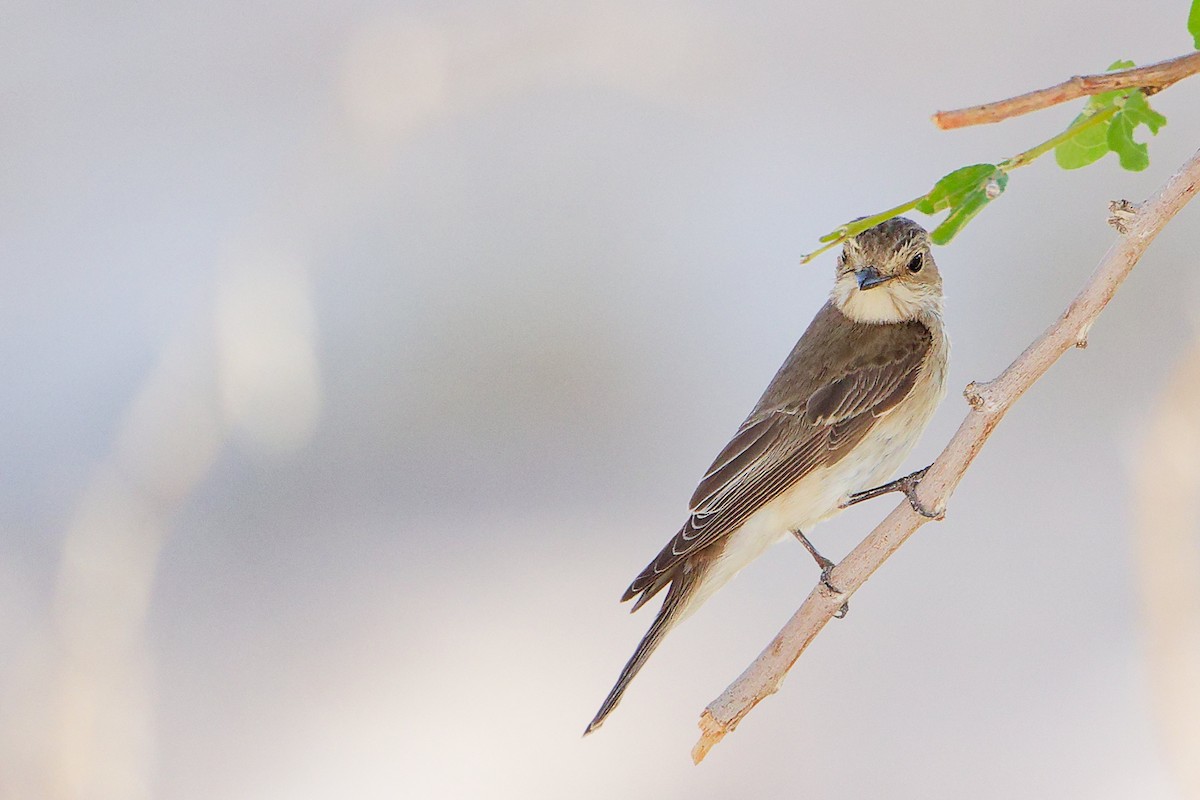 Spotted Flycatcher - ML645271657