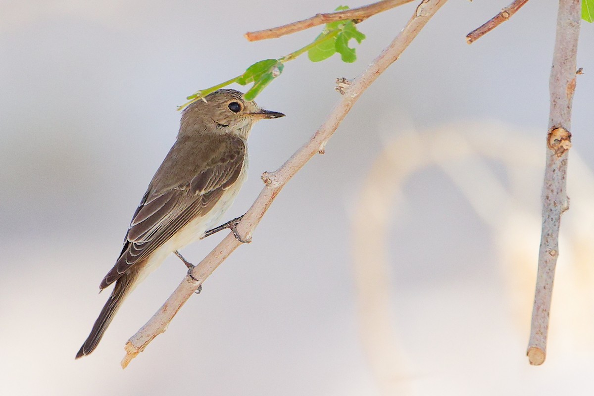 Spotted Flycatcher - ML645271658