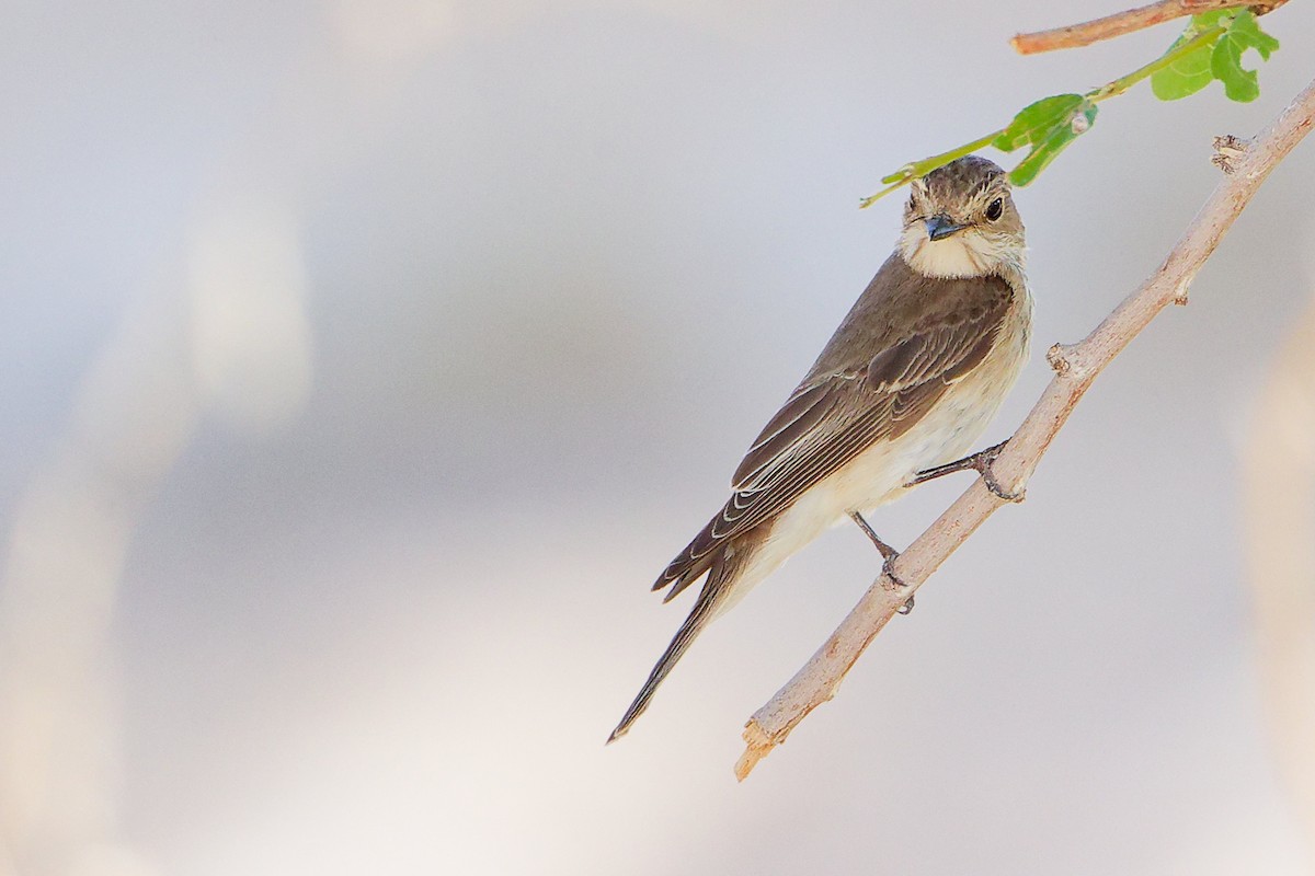 Spotted Flycatcher - ML645271659