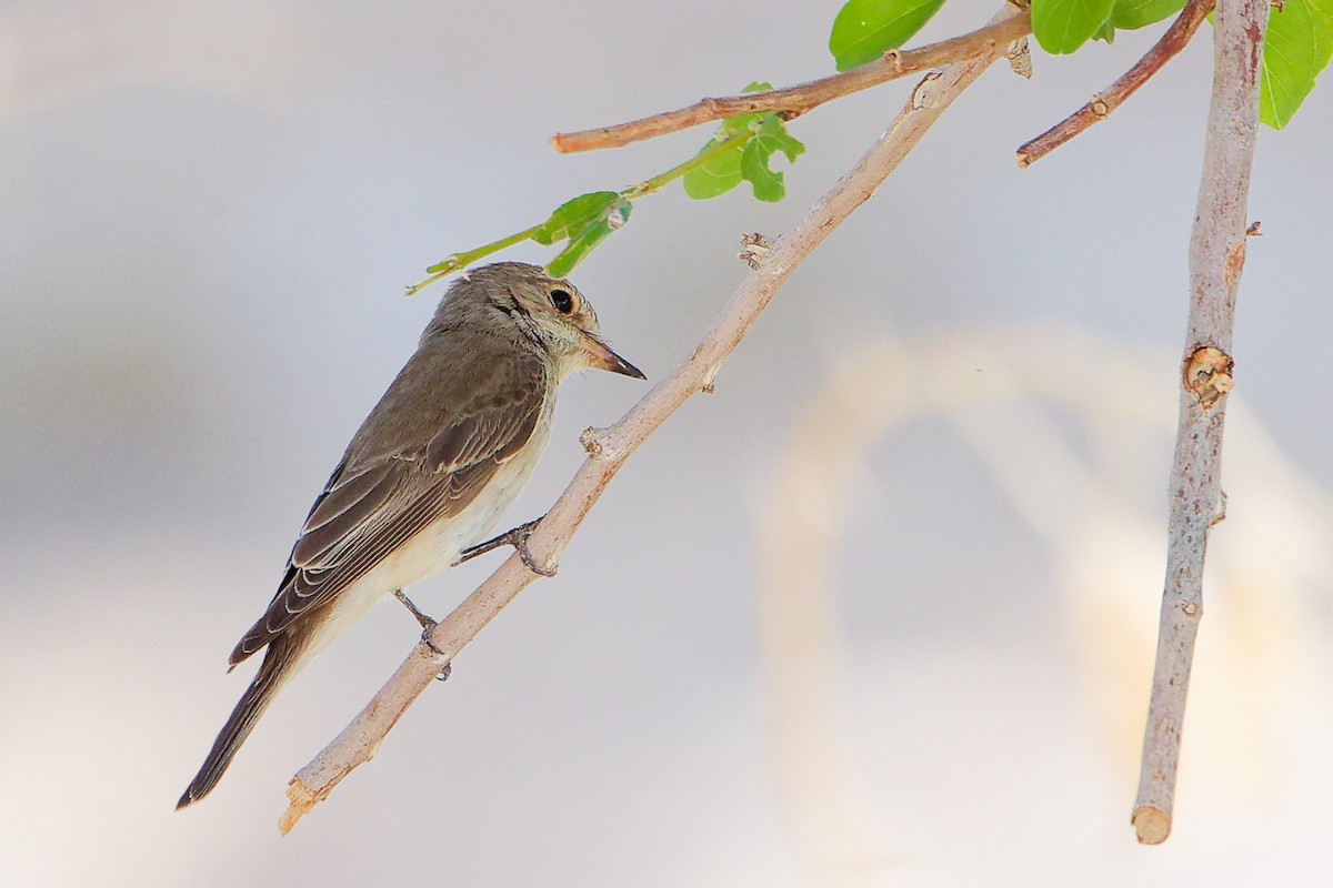 Spotted Flycatcher - ML645271660