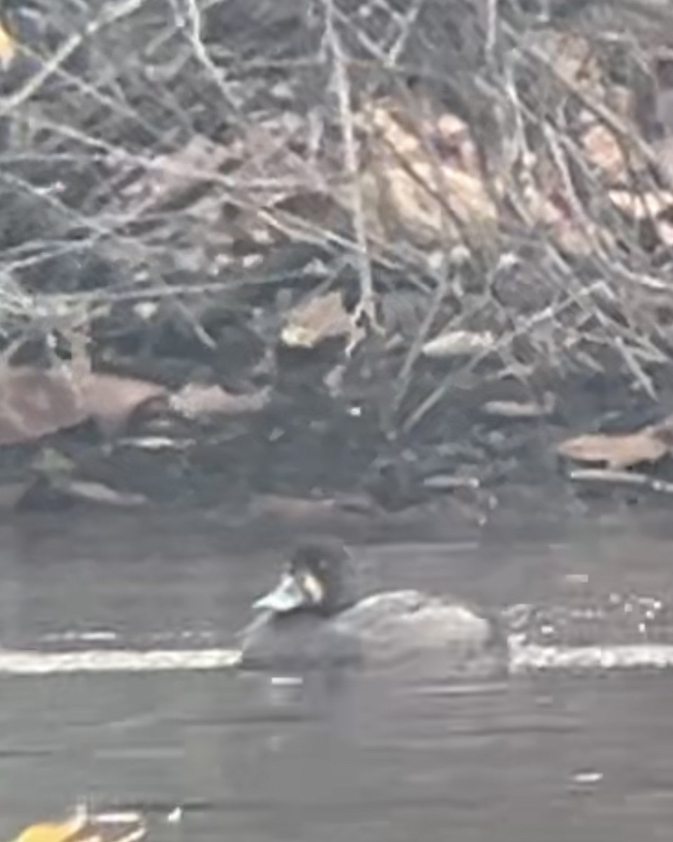 スズガモ - ML645271670