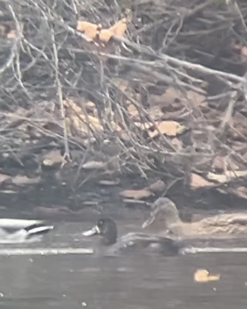 スズガモ - ML645271672