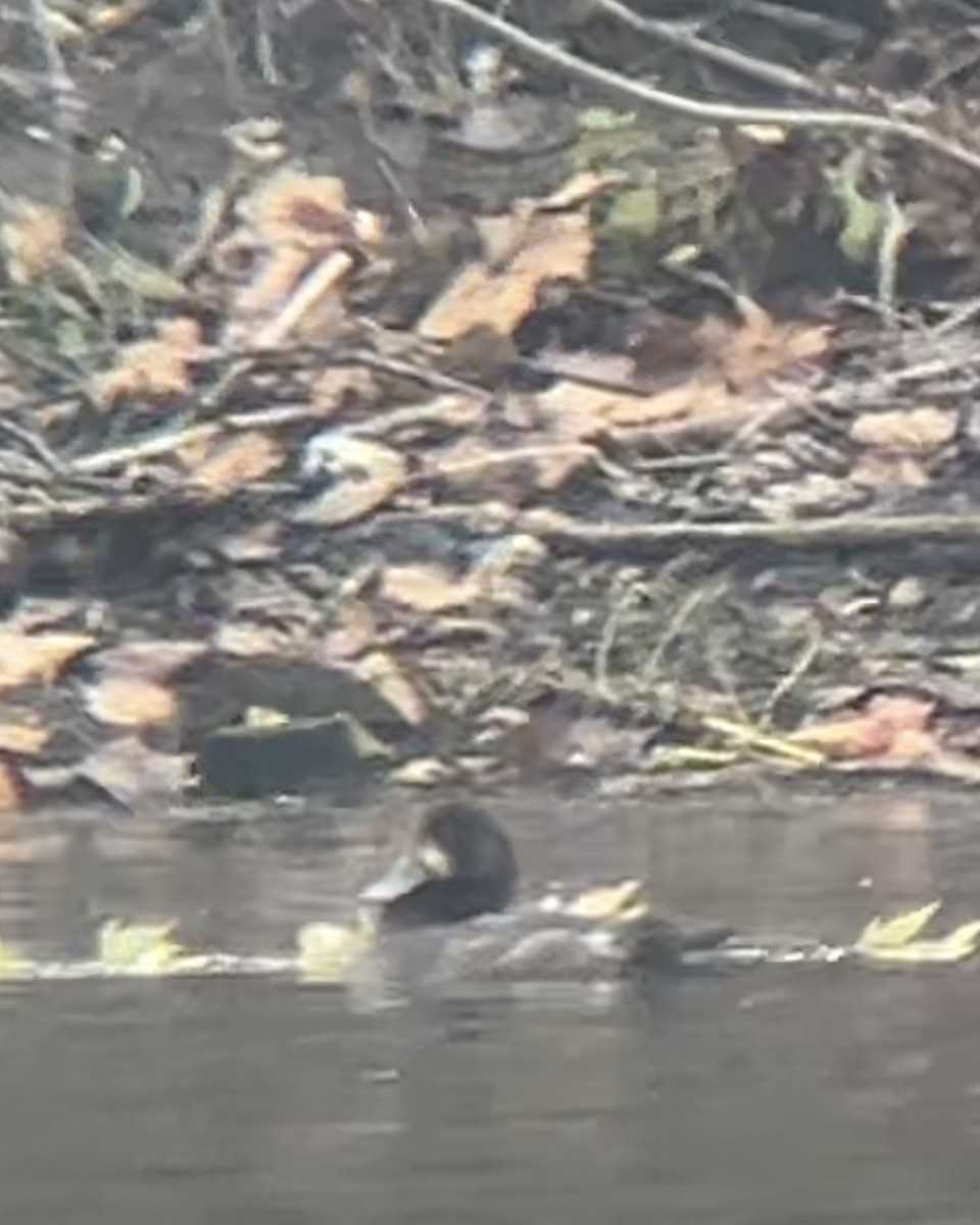 スズガモ - ML645271673