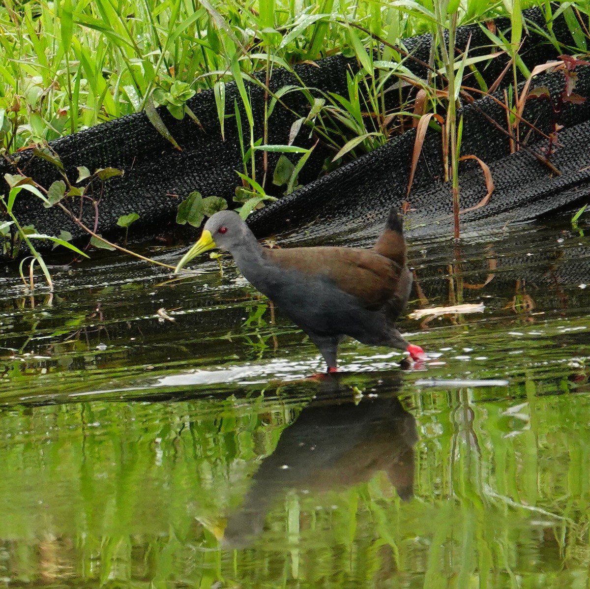 Пастушок світлогорлий - ML645271674