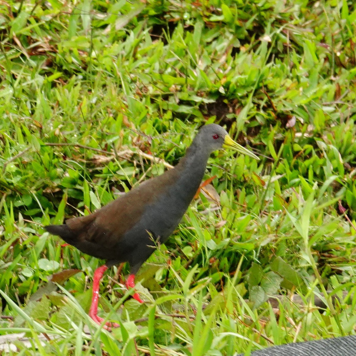 Пастушок світлогорлий - ML645271675