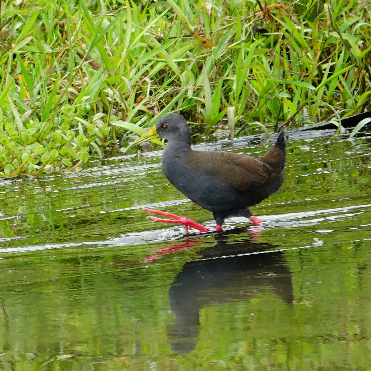 Пастушок світлогорлий - ML645271676