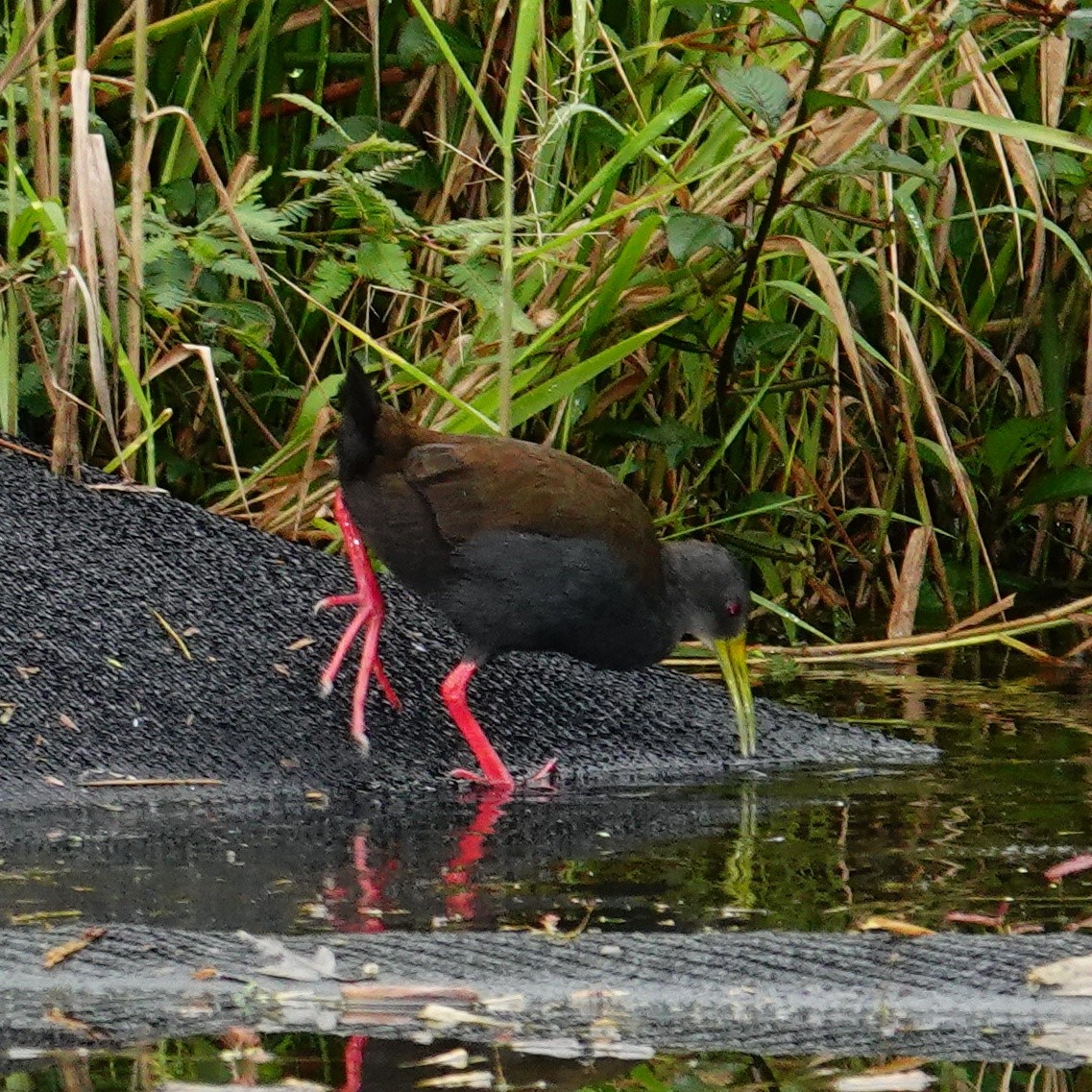 Пастушок світлогорлий - ML645271677