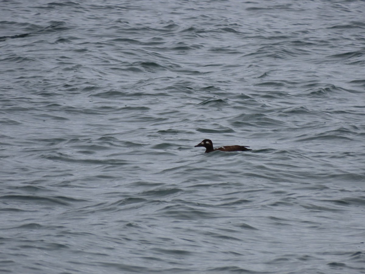 White-winged Scoter - ML645271678