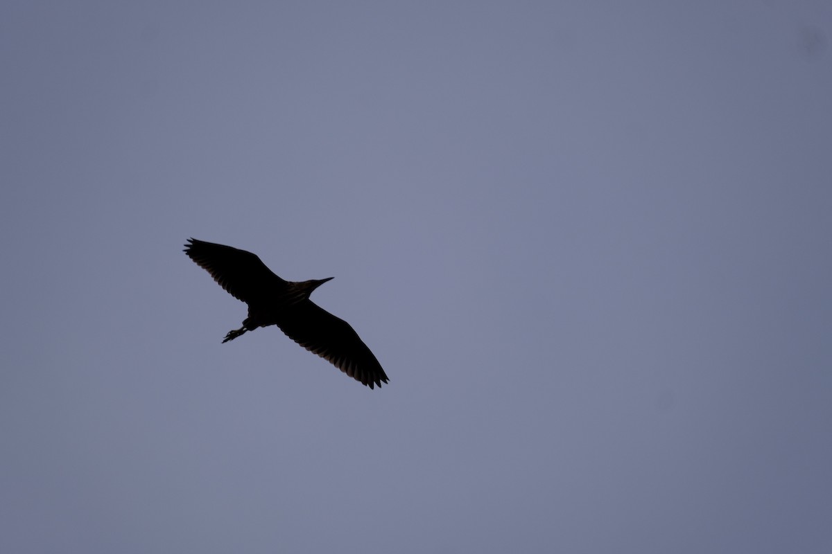 American Bittern - ML645271680