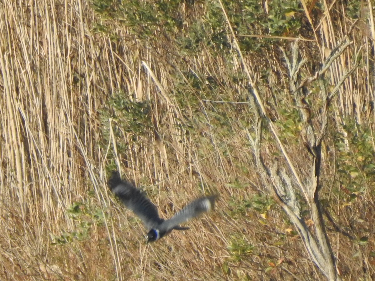 Martin handi iparramerikarra - ML645271698