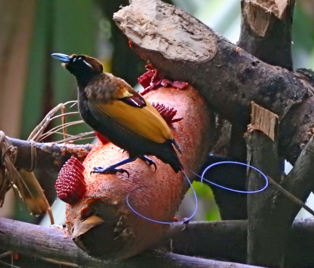 Magnificent Bird-of-Paradise - ML645271699