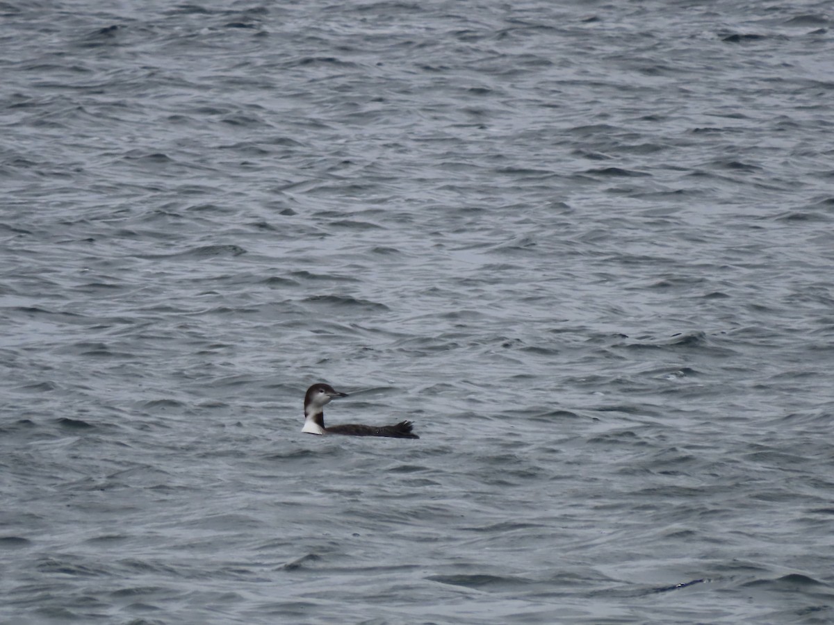 Common Loon - ML645271703