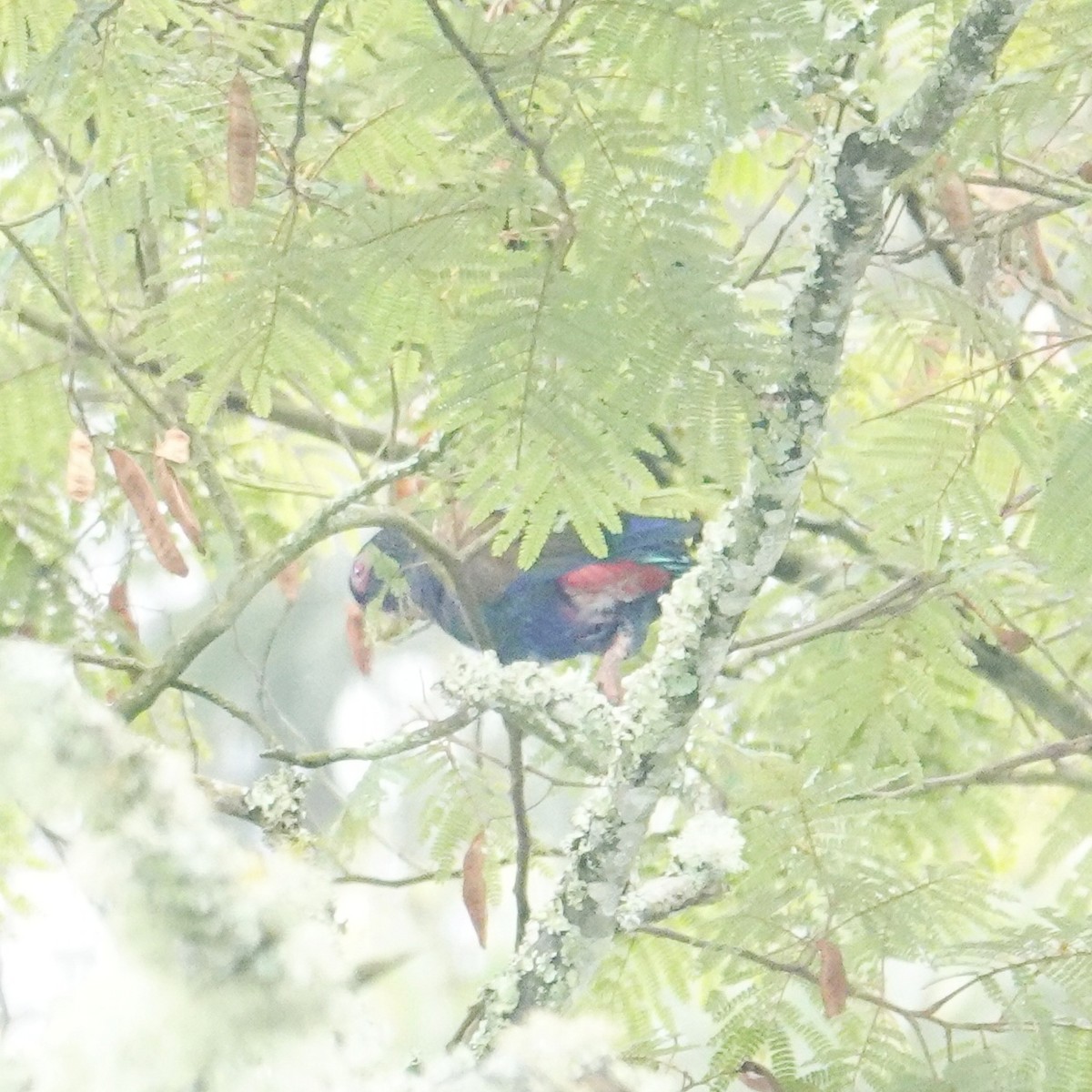 Bronze-winged Parrot - ML645271719