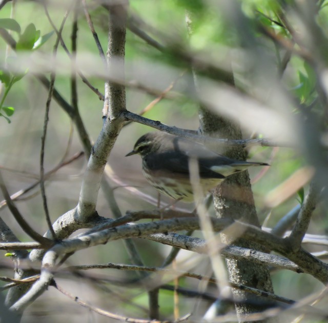 Northern Waterthrush - ML645271720