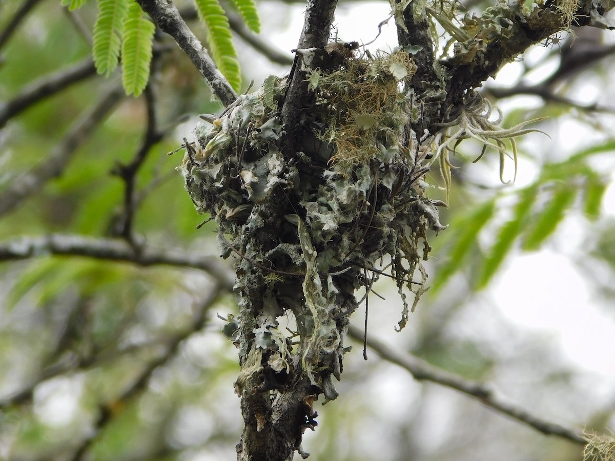 Plain Tyrannulet - ML645271730