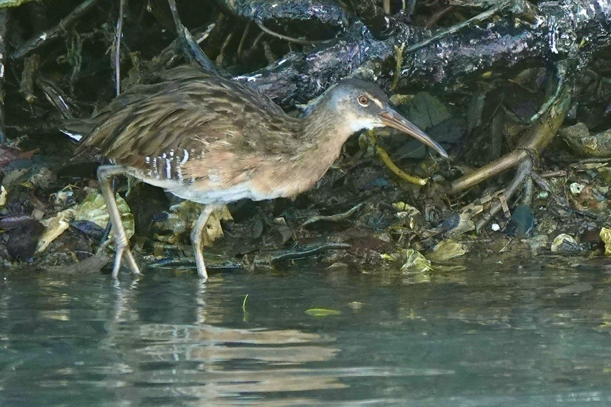 Clapper Rail - ML645271742