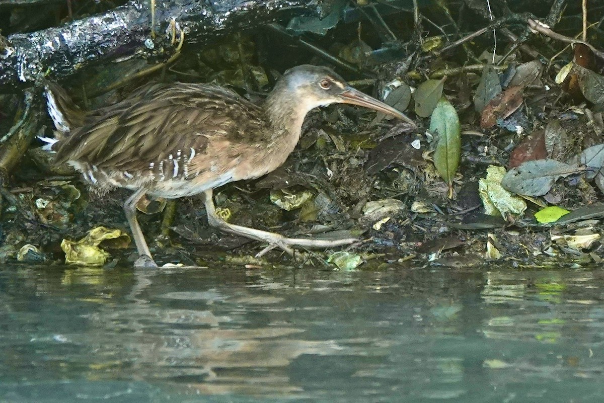 Clapper Rail - ML645271743