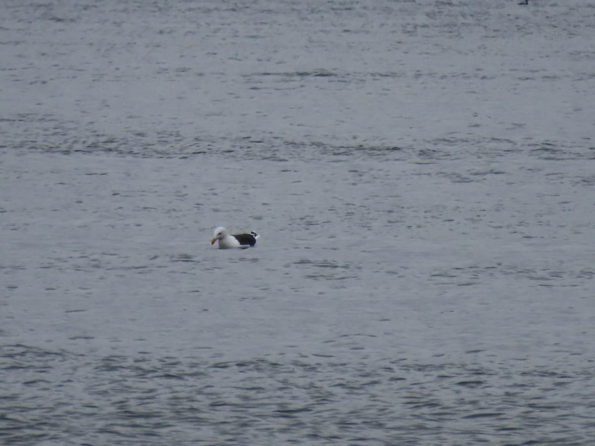 Great Black-backed Gull - ML645271747