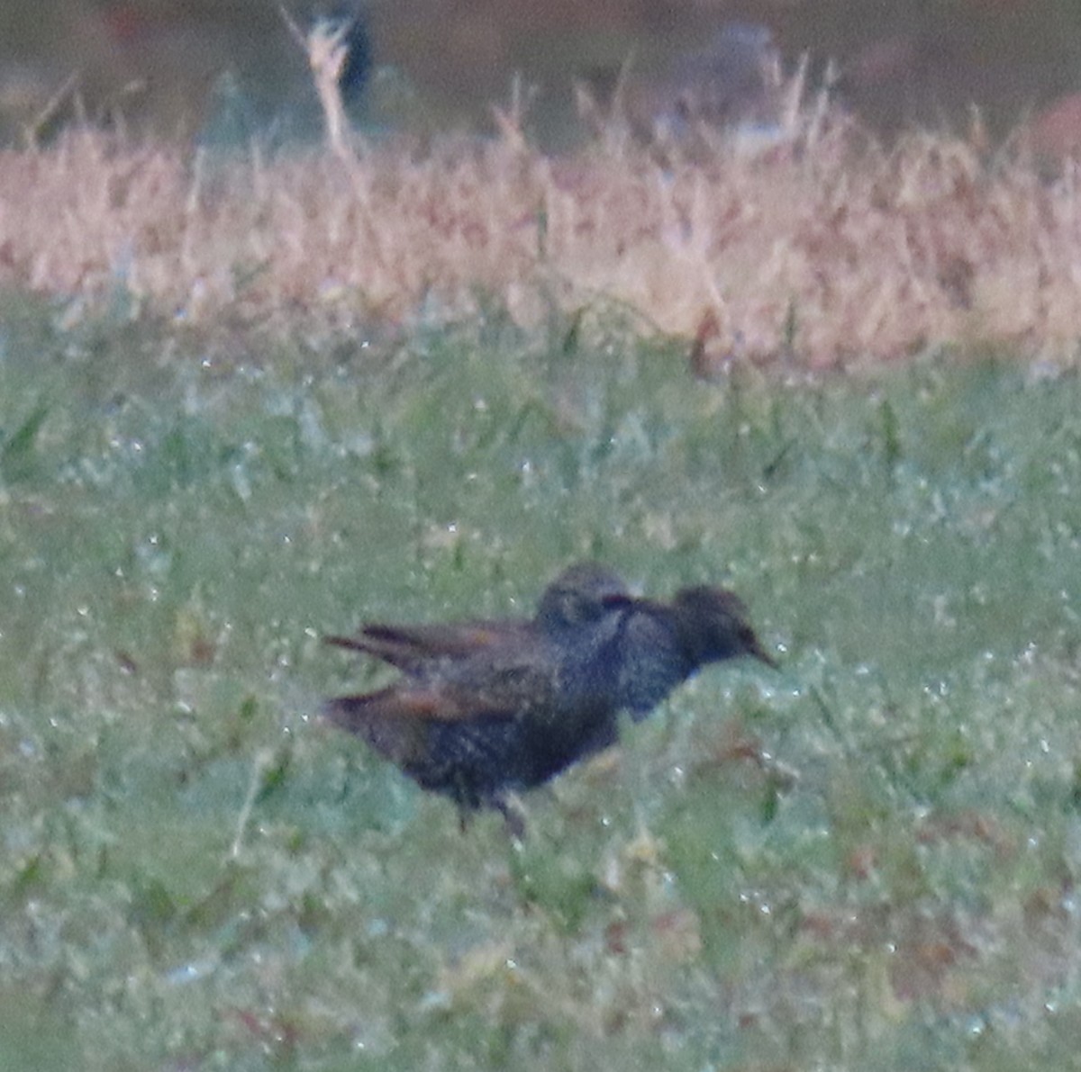 Шпак звичайний - ML645271754