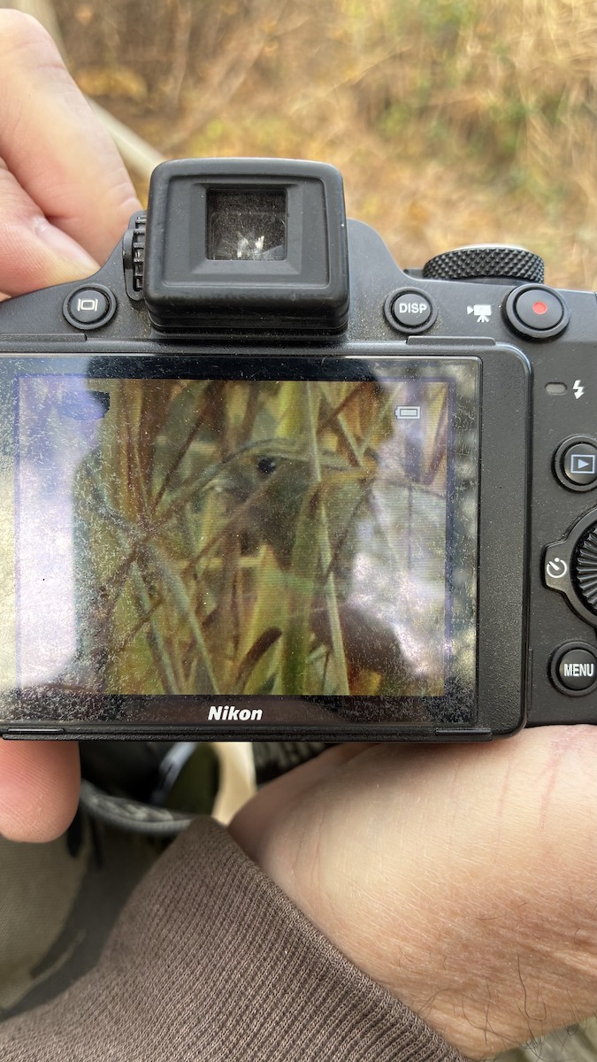Nelson's Sparrow (Atlantic Coast) - ML645271762