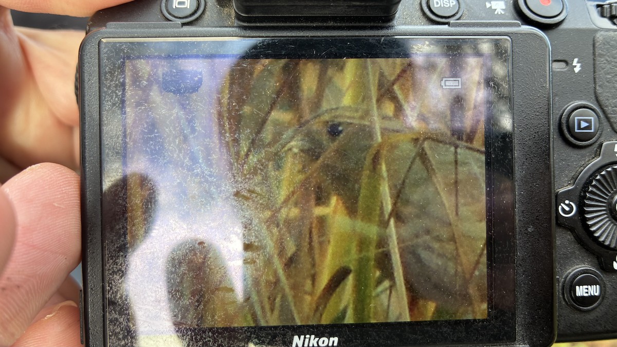 Nelson's Sparrow (Atlantic Coast) - ML645271763