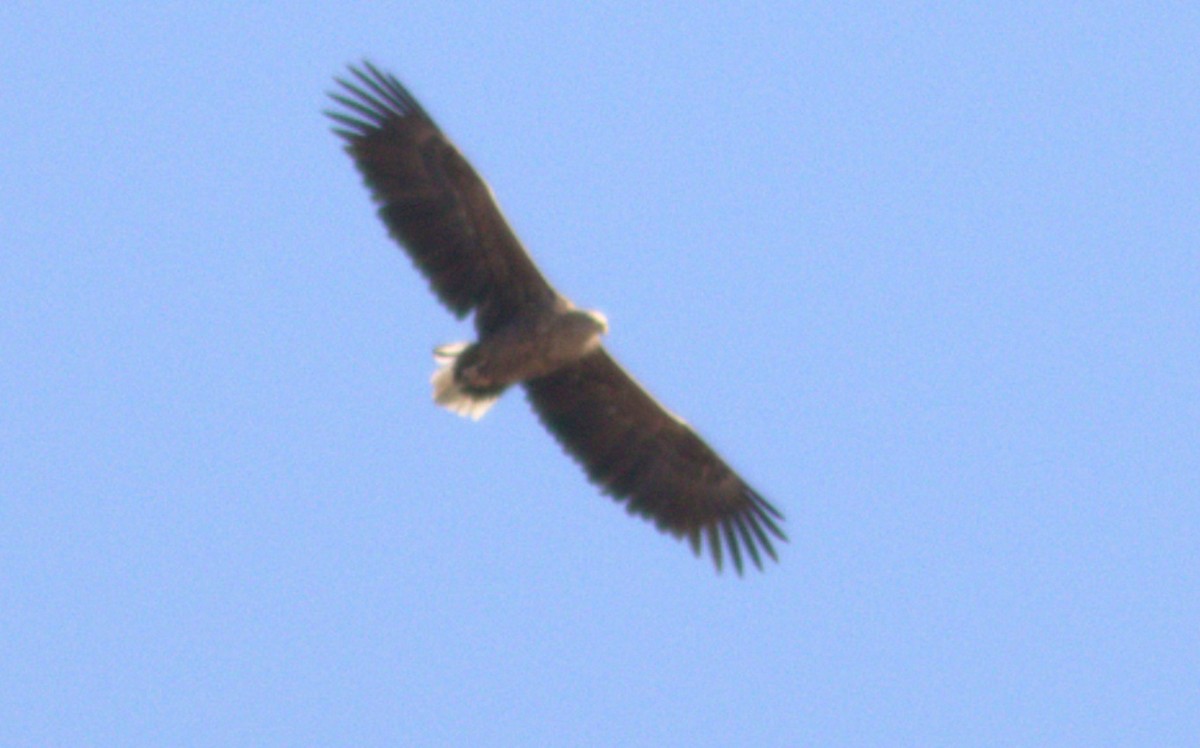 オジロワシ - ML645271766