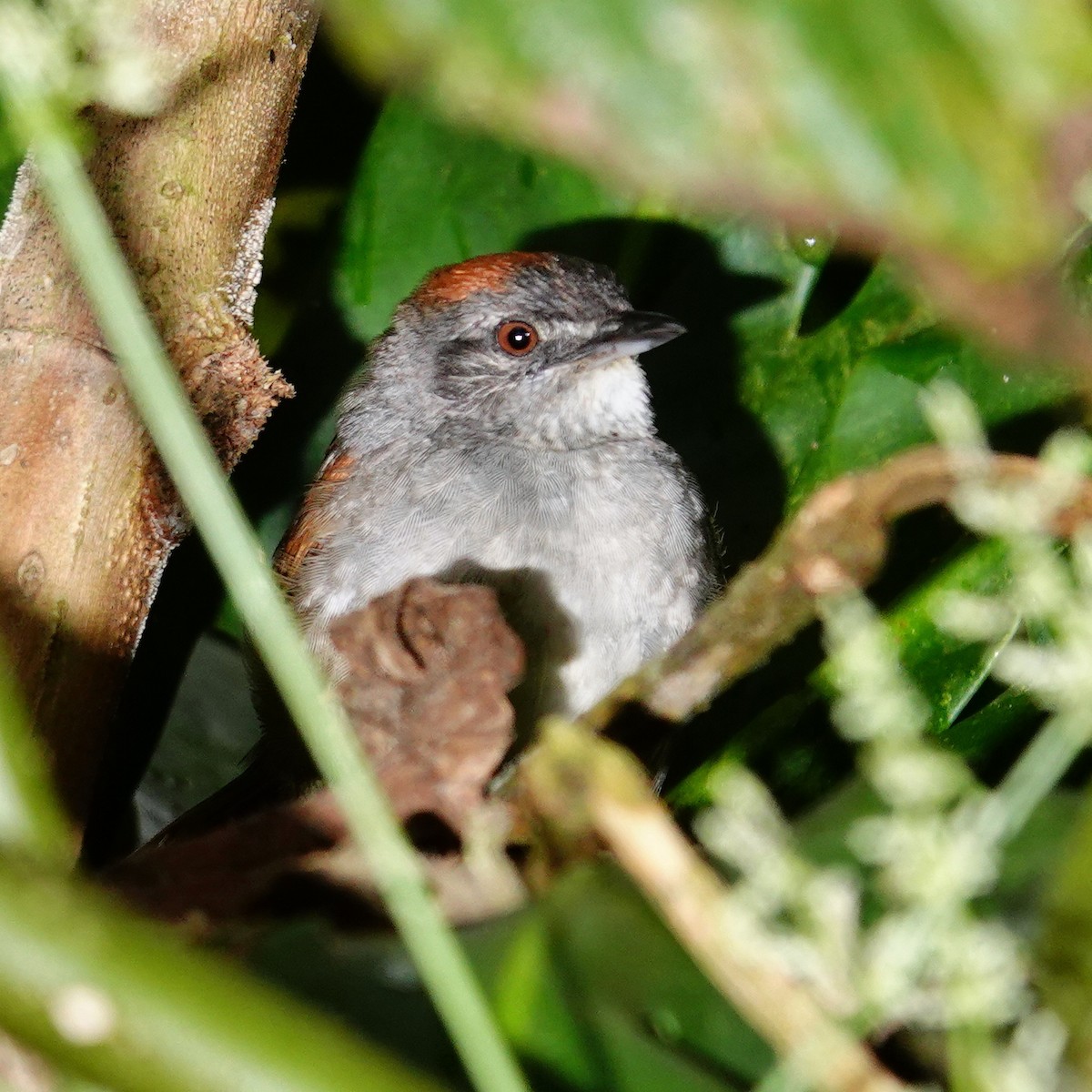 Pale-breasted Spinetail - ML645271774