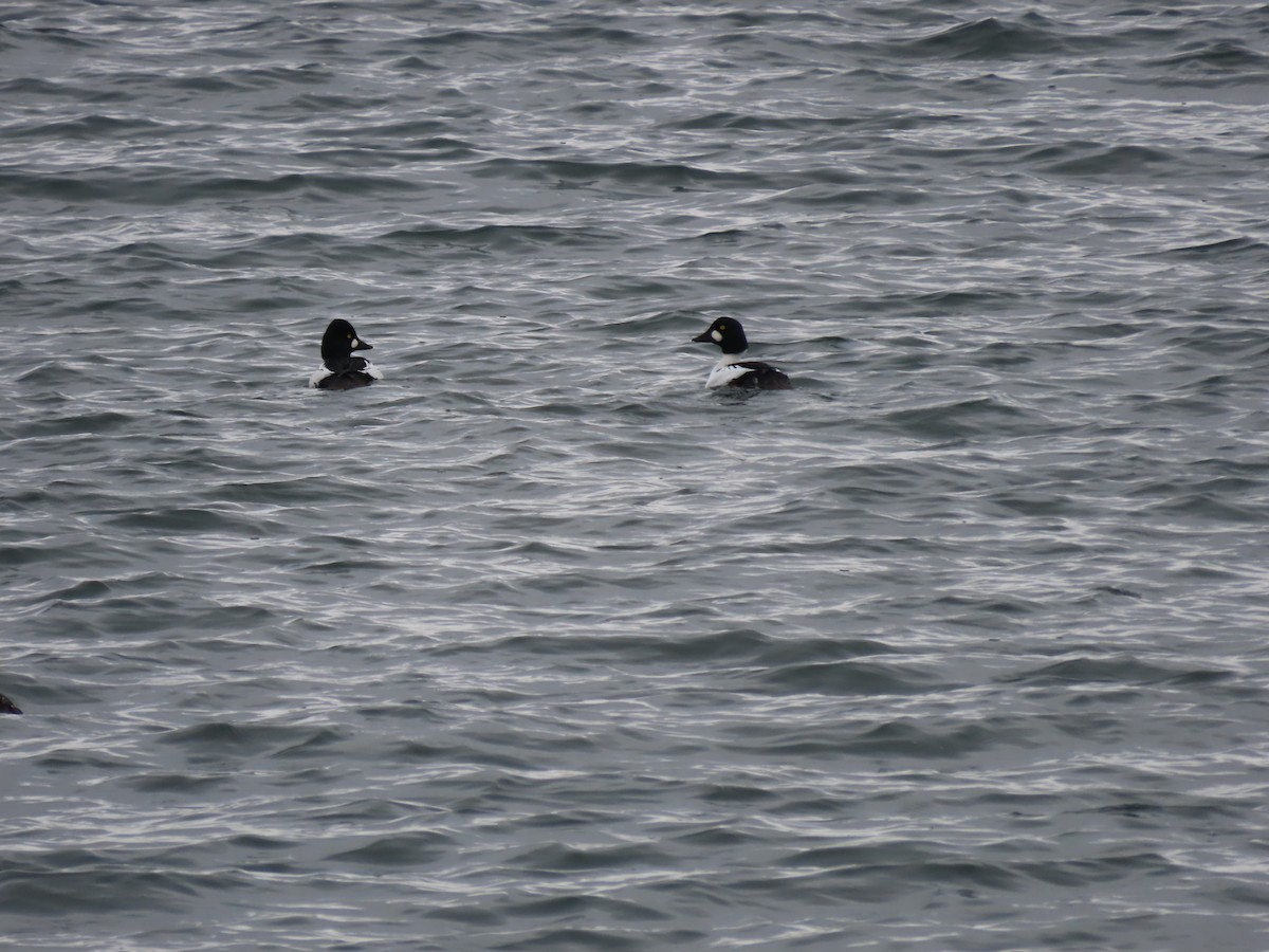 Common Goldeneye - ML645271776