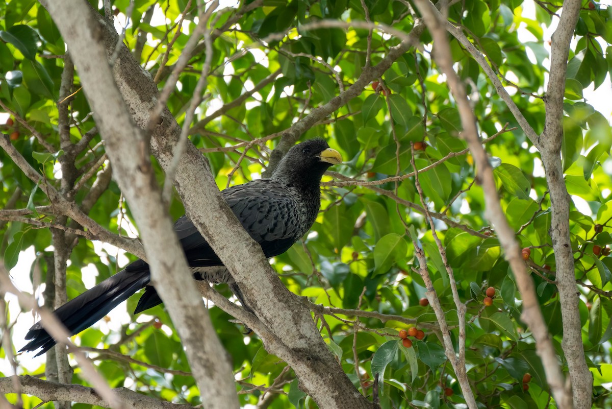 Western Plantain-eater - ML645271777