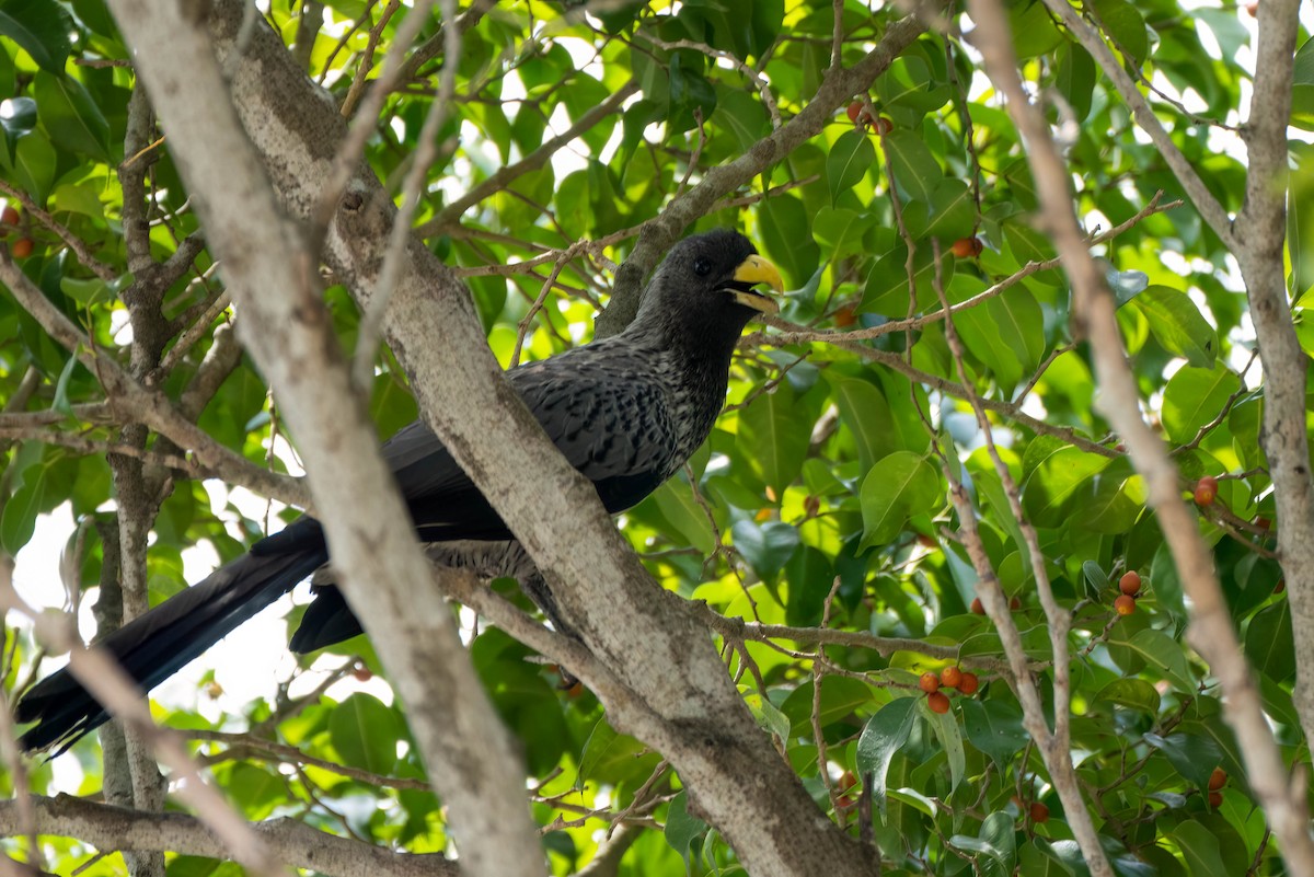 Western Plantain-eater - ML645271778