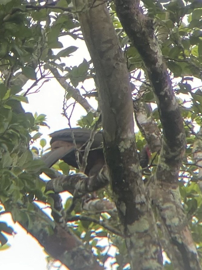 Crested Guan - ML645271779