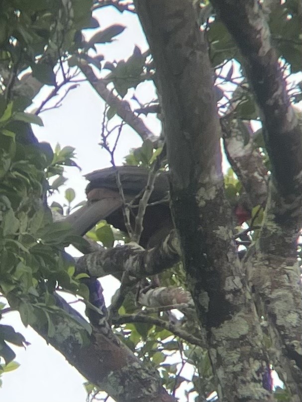 Crested Guan - ML645271780