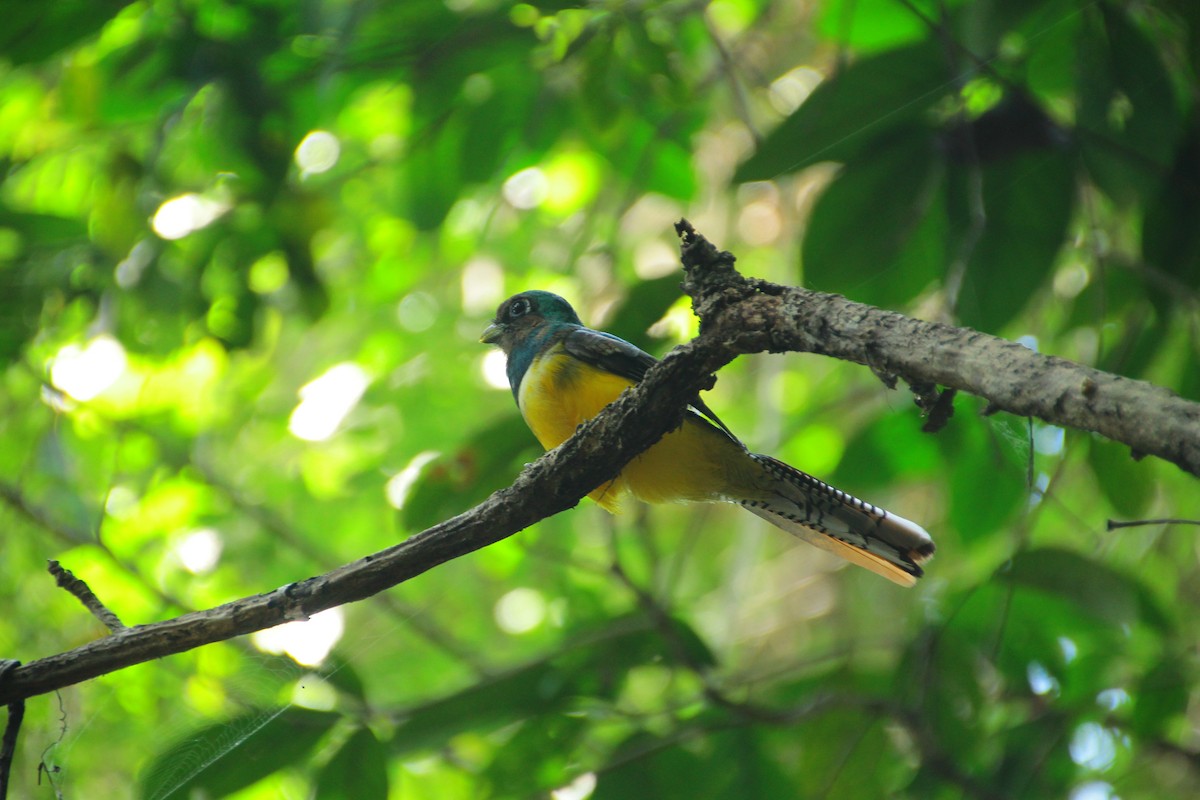 Graceful Black-throated Trogon - ML645271781