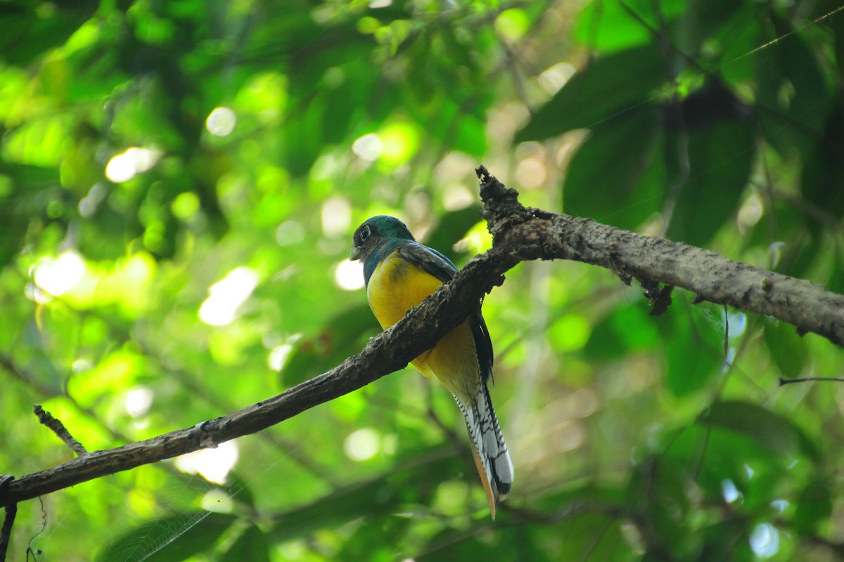 Graceful Black-throated Trogon - ML645271782