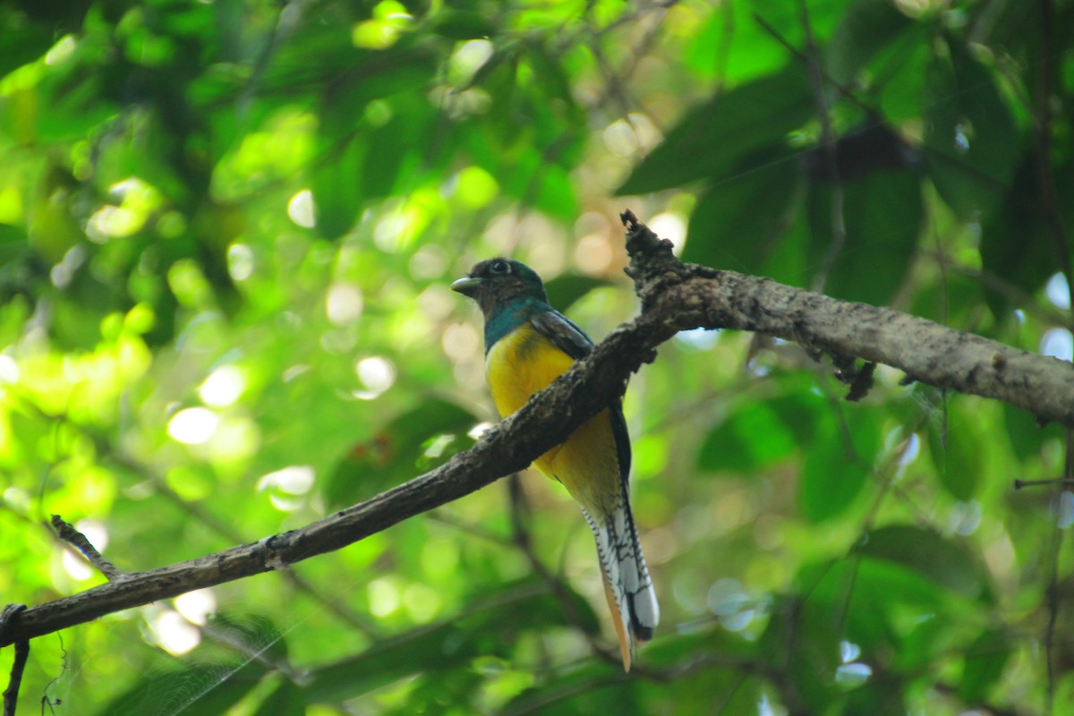 Graceful Black-throated Trogon - ML645271783