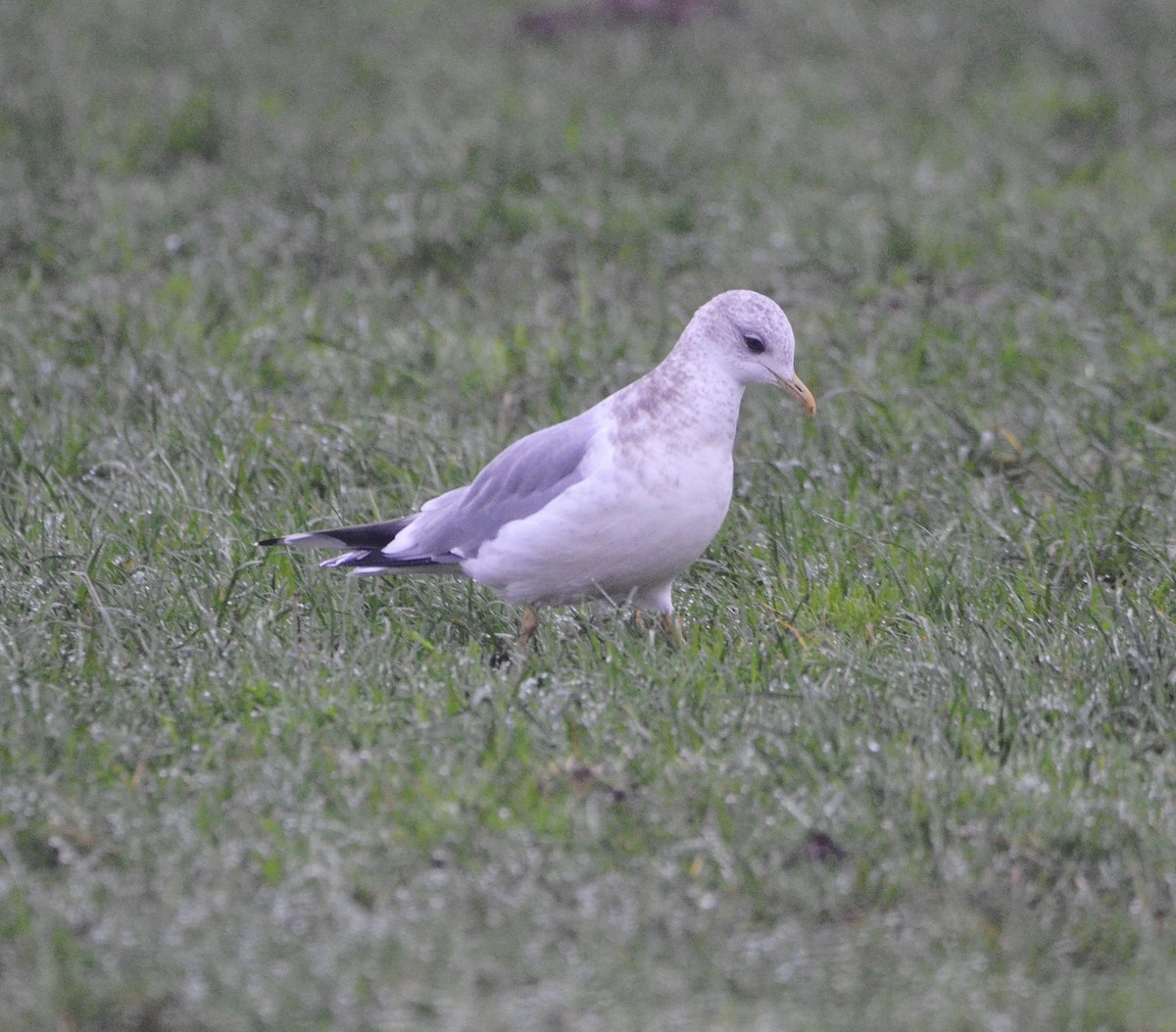 Short-billed Gull - ML645271784