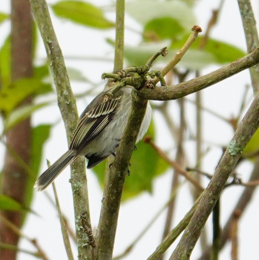 Golden-faced Tyrannulet - ML645271785