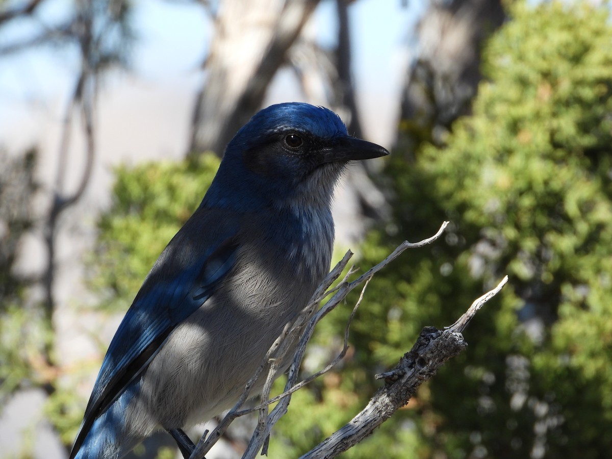 Woodhouse's Scrub-Jay - ML645271786