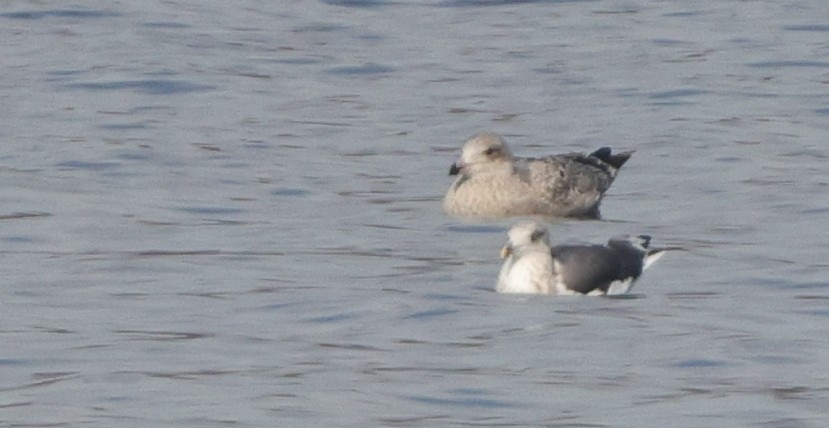 Lesser Black-backed Gull - ML645271787