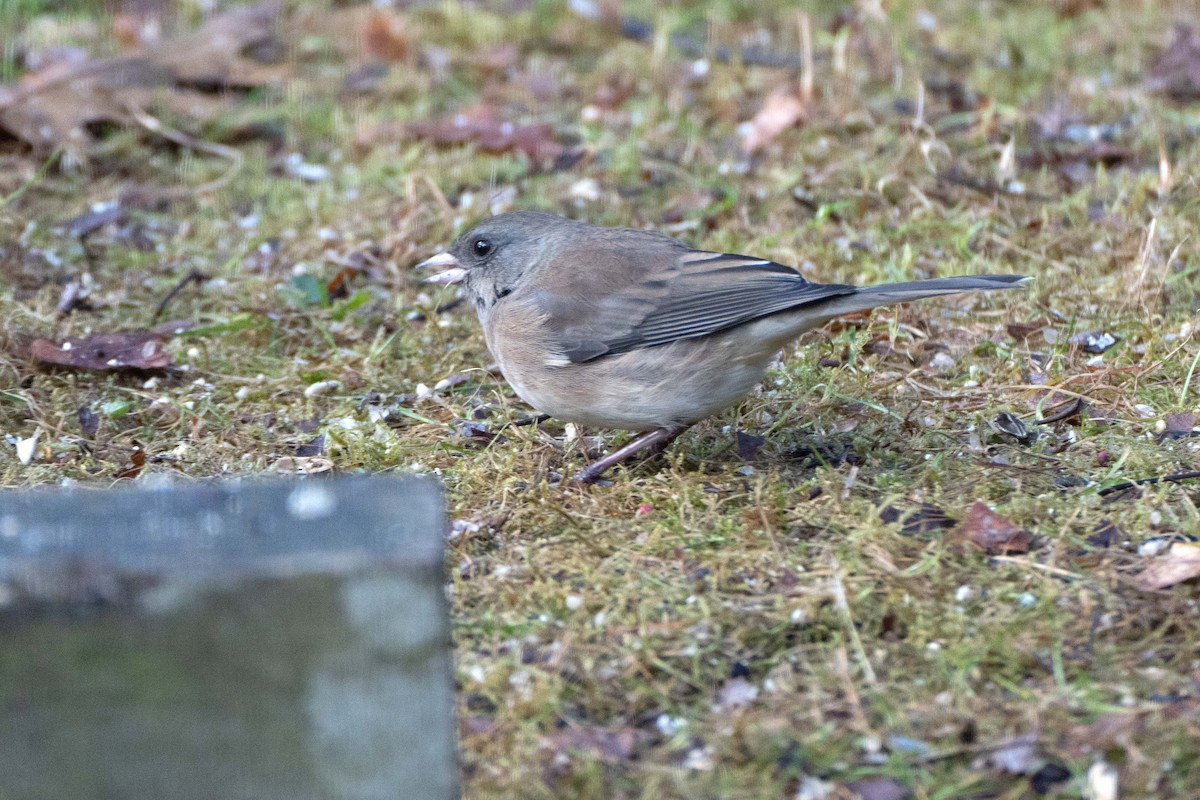 Dark-eyed Junco (Slate-colored) - ML645271788