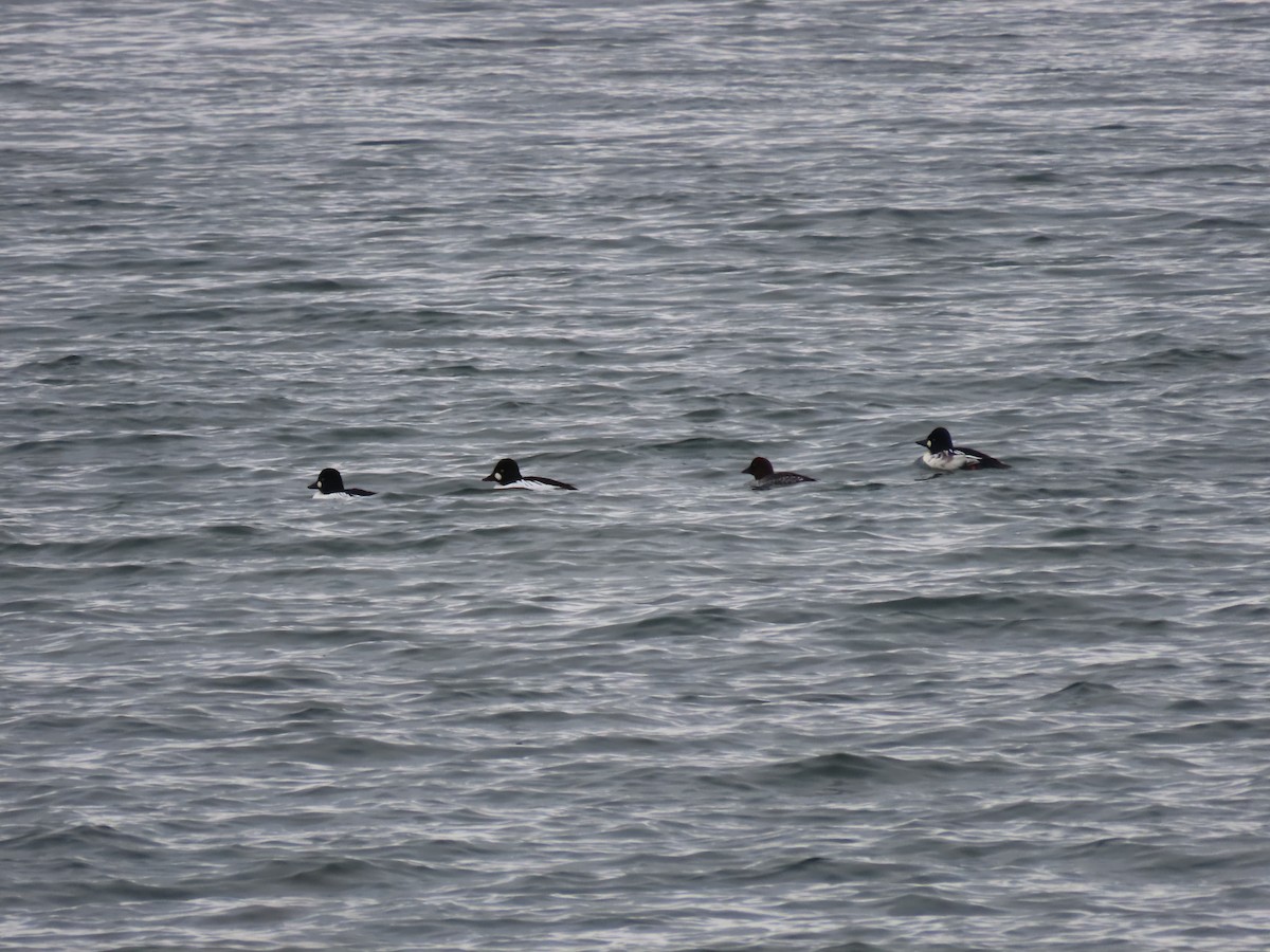 Common Goldeneye - ML645271791