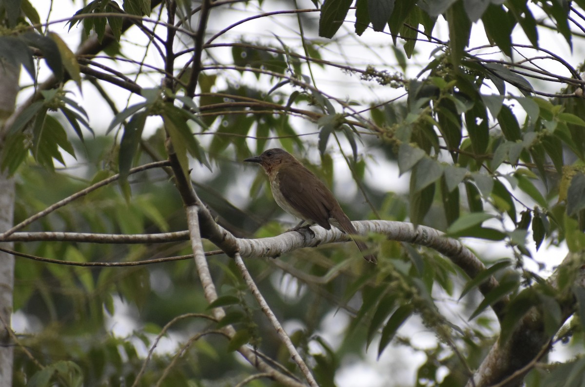 Philippine Bulbul - ML645271793