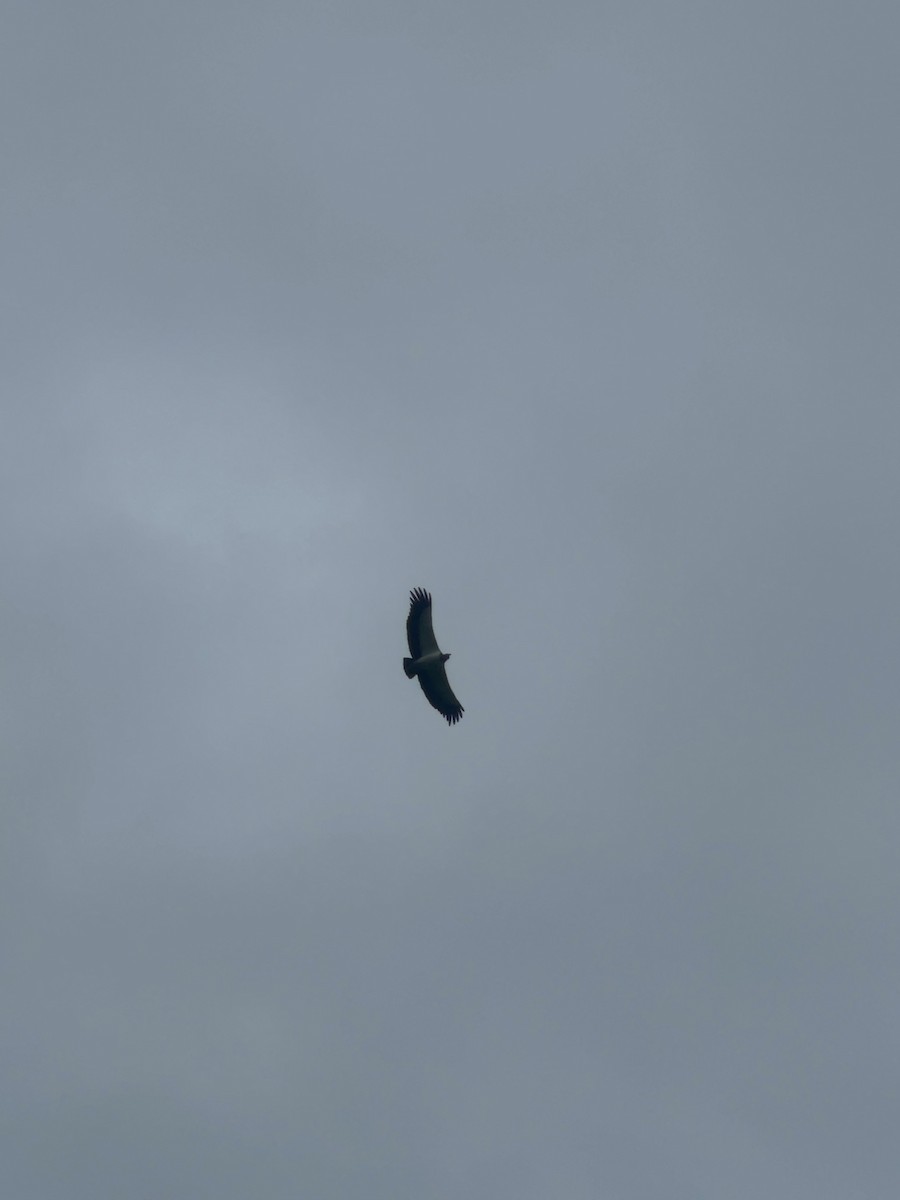 King Vulture - ML645271794