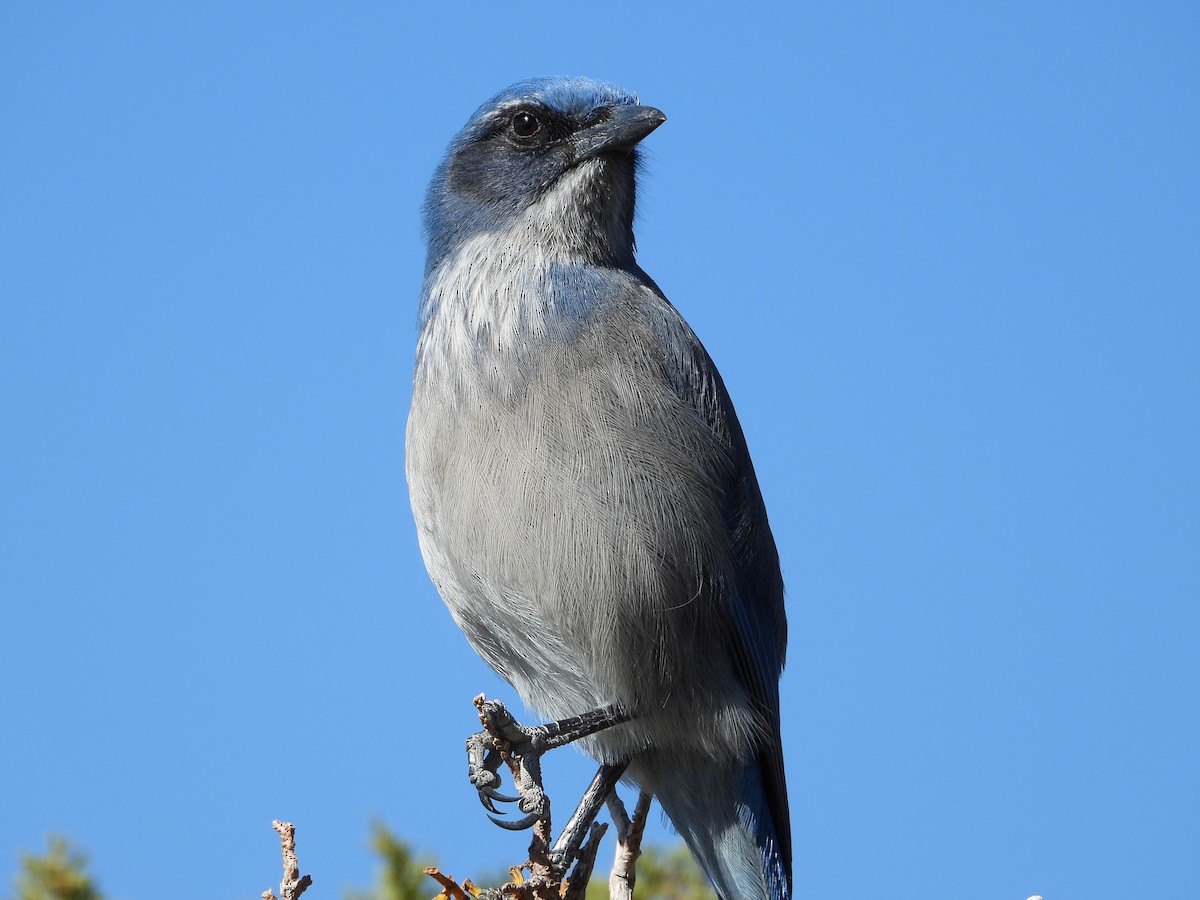 Woodhouse's Scrub-Jay - ML645271796
