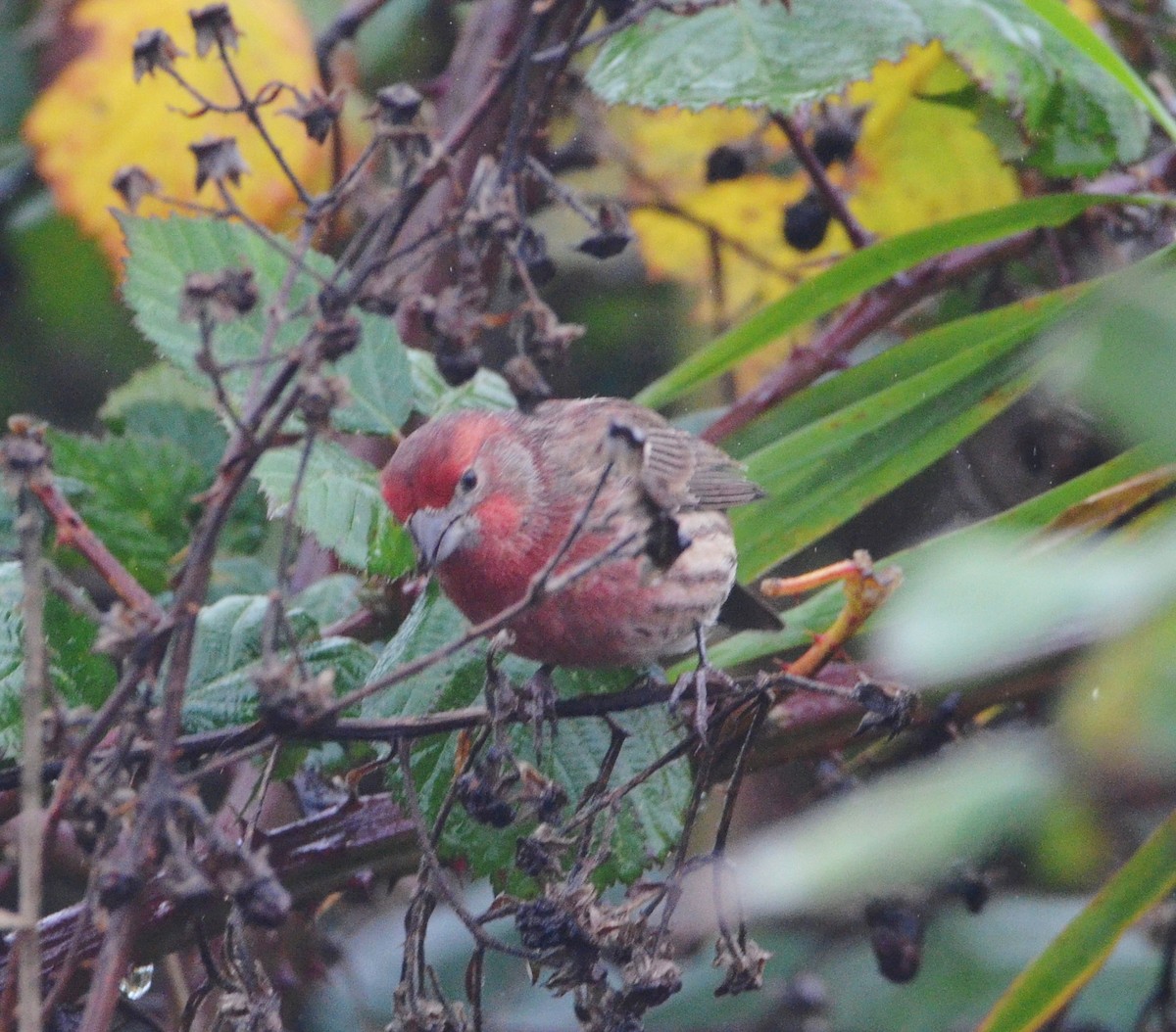 House Finch - ML645271797