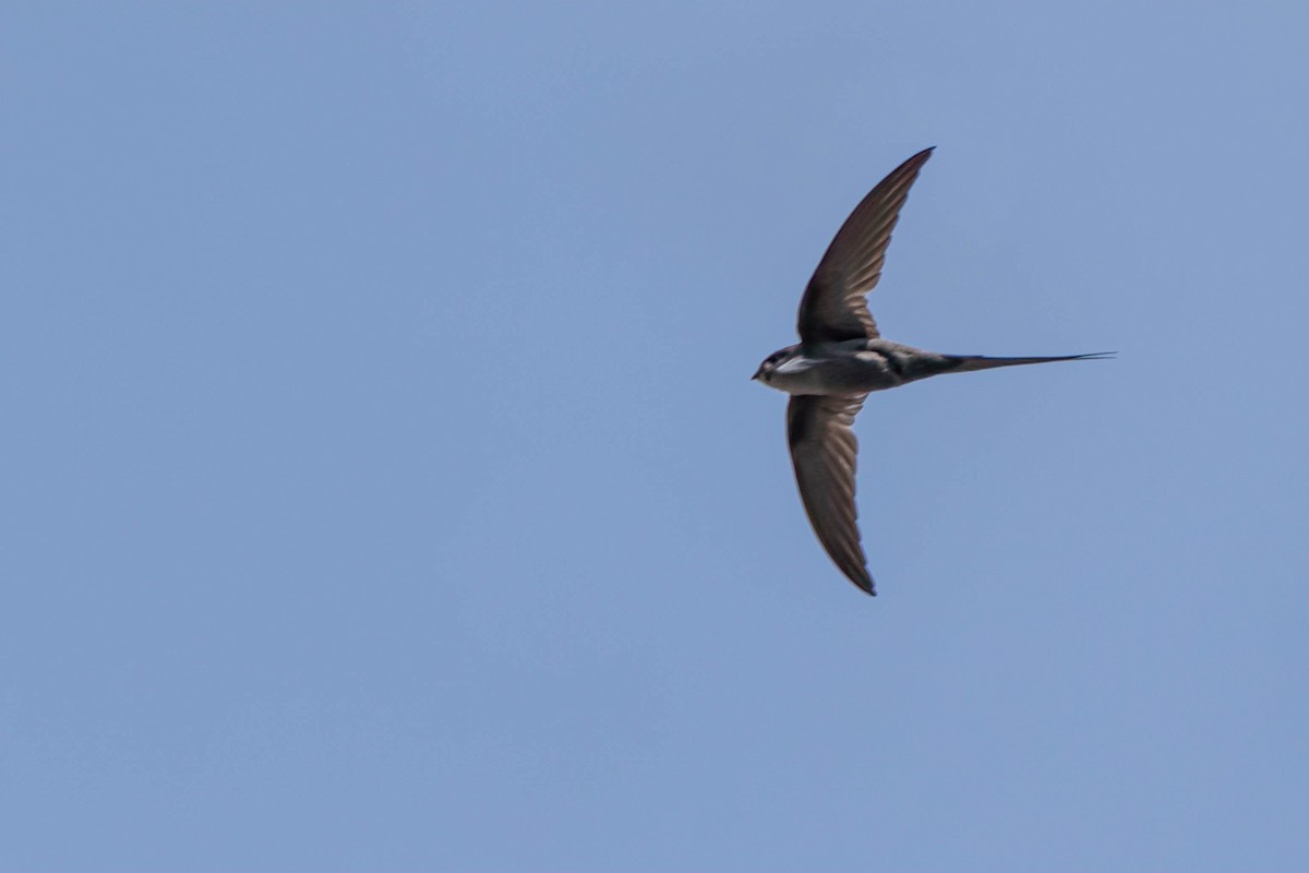 African Palm Swift - ML645271798