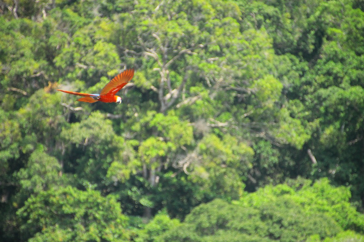 Scarlet Macaw - ML645271799